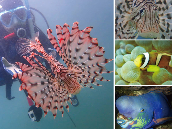 BlueEarth21 KUMAMOTO