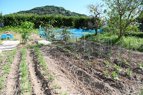 ���h�@�͂���