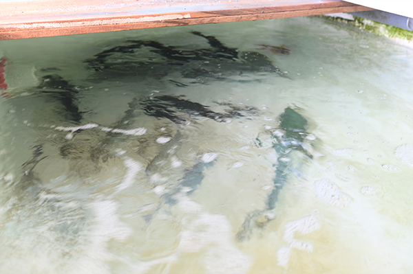 ���h�@������