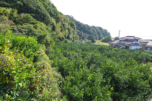 ���ف@���l��