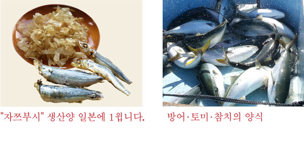 우시부카에 대해서