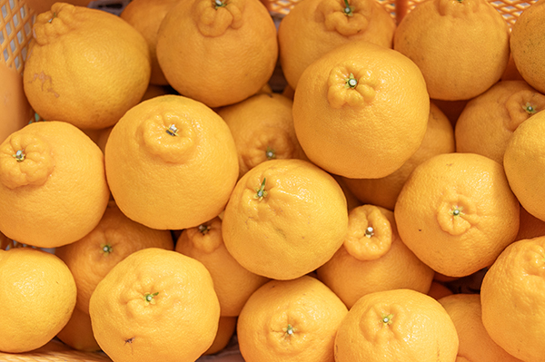 ��c�O�Y�ʎ���