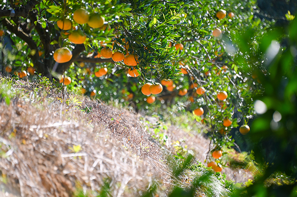 ��c�O�Y�ʎ���