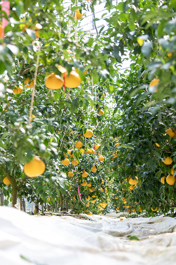 ��c�O�Y�ʎ���