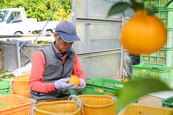 ��c�O�Y�ʎ���