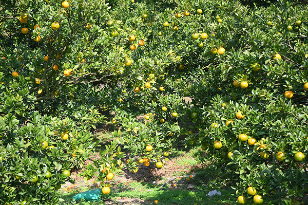 ��c�O�Y�ʎ���