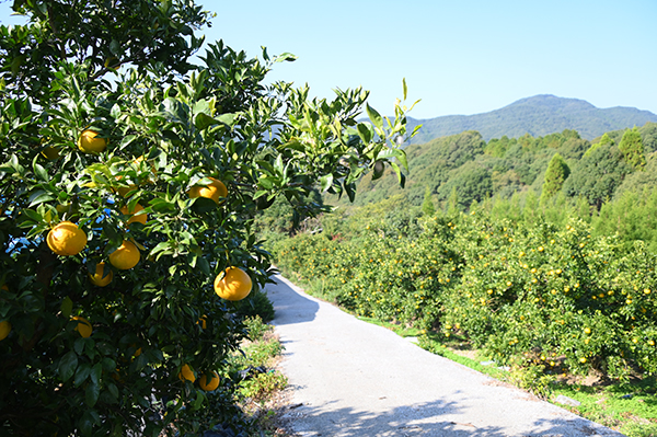 ��c�O�Y�ʎ���