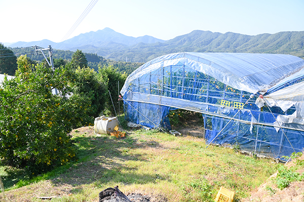 ��c�O�Y�ʎ���