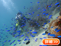 �_�C�r���O