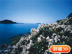 �V�������o�C�̋u