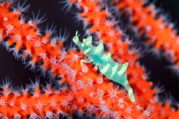 �悩�悩�_�C�r���O ���[�X