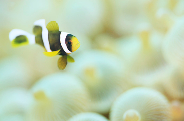 �悩�悩�_�C�r���O ���[�X