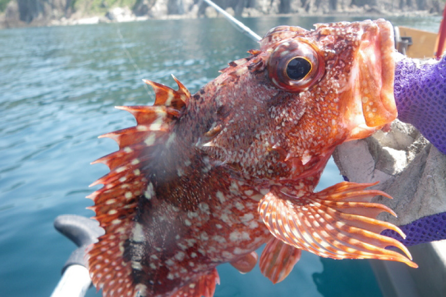 �t�B�b�V���O