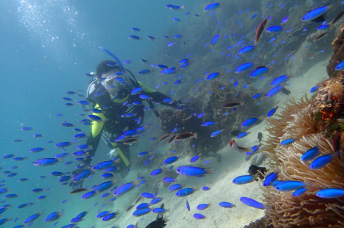 ���[�@�̌�����